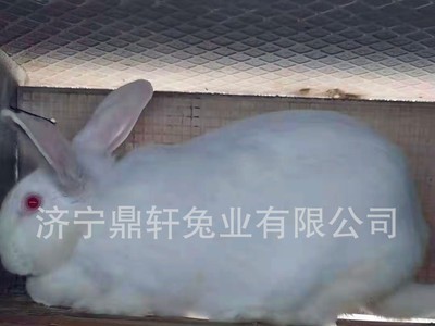 现货供应怀孕活体新西兰兔种兔苗厂家直供各种兔子种兔活兔图3
