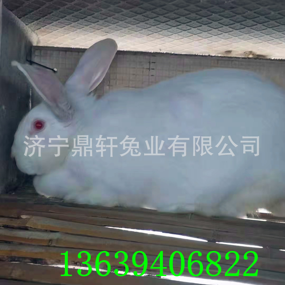 新西兰兔