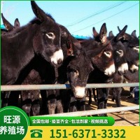 旺源养殖场出售肉驴苗 成年肉驴 一只也是批发价 保运到家