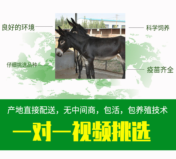 详情页_02.jpg