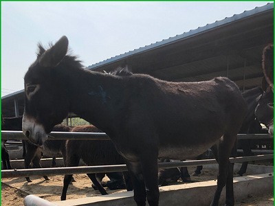 养殖场出售批发驴驹 肉驴苗 德州驴 一只也是批发价 包运到家图5
