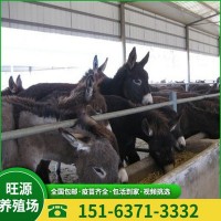 养殖场出售批发驴驹 肉驴苗 德州驴 一只也是批发价 包运到家