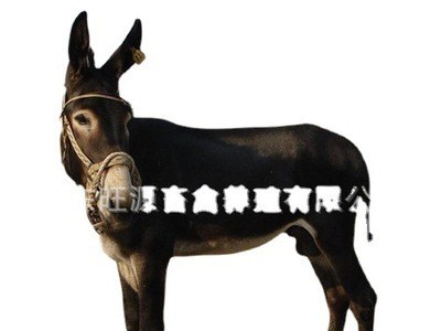 养殖场出售批发驴驹 肉驴苗 德州驴 一只也是批发价 包运到家图4