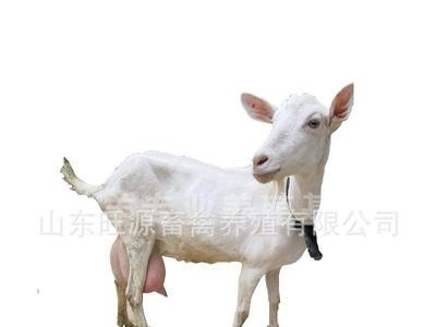 养殖场出售产奶的萨能奶山羊 小羊羔 受孕母羊 全国发货包运图4