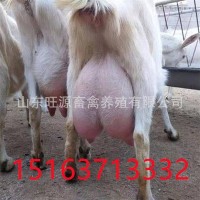 养殖场出售产奶的萨能奶山羊 小羊羔 受孕母羊 全国发货包运