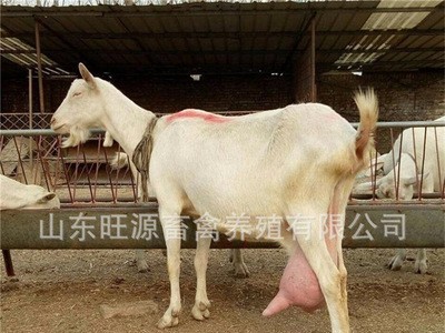 养殖场出售产奶的萨能奶山羊 小羊羔 受孕母羊 全国发货包运图3