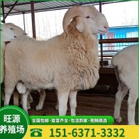 旺源养殖场出售批发小尾寒羊 小羊羔 种公羊 受孕母羊 全国包运