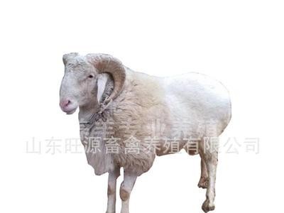 旺源养殖场出售批发小尾寒羊 小羊羔 种公羊 受孕母羊 全国包运图5