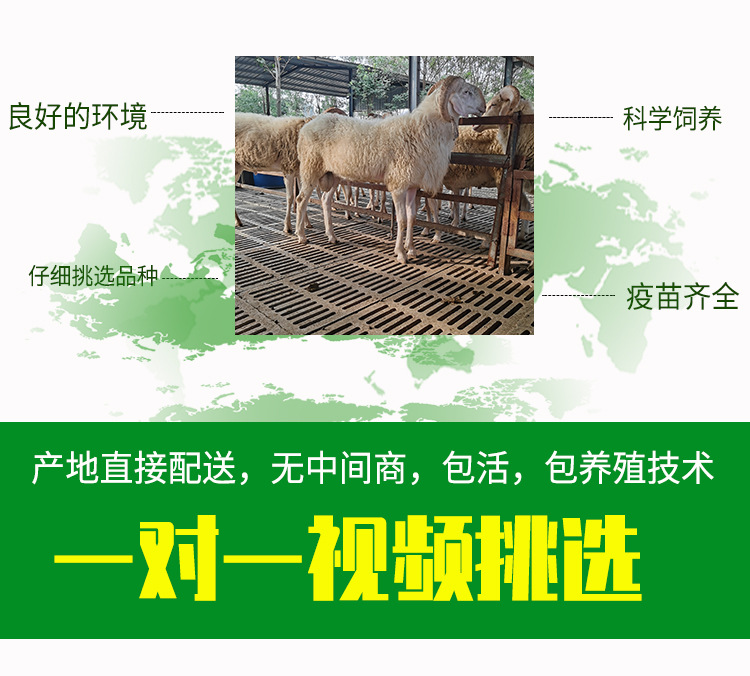 详情页_02.jpg