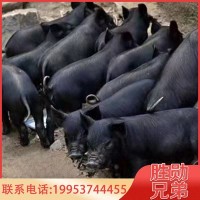 活体藏香猪 商品藏香猪藏香猪种猪藏香猪幼崽育肥藏香猪养殖场