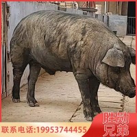 藏香猪活体 商品藏香猪藏香猪散养藏香猪幼崽藏香猪批发价格