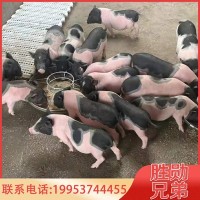 宠物香猪 活体小香猪香猪散养迷你香猪巴马香猪网红猪 香猪幼苗