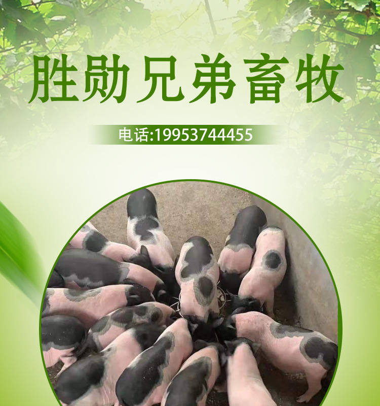 巴a详情页_01.jpg