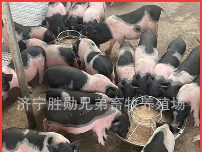 两头乌小香猪 宠物香猪养殖 活体香猪迷你巴马香猪崽巴马香猪种猪图3