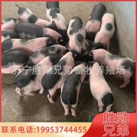 两头乌小香猪 宠物香猪养殖 活体香猪迷你巴马香猪崽巴马香猪种猪