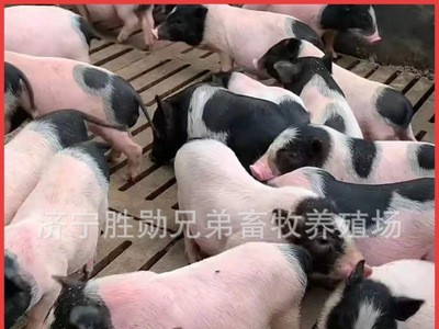 两头乌小香猪 宠物香猪养殖 活体香猪迷你巴马香猪崽巴马香猪种猪图2