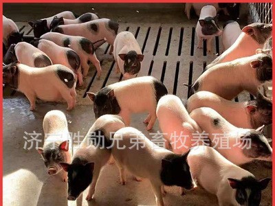 两头乌小香猪 宠物香猪养殖 活体香猪迷你巴马香猪崽巴马香猪种猪图4
