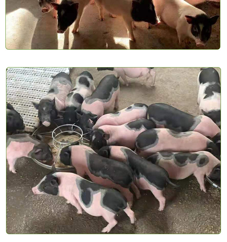 巴a详情页_06.jpg
