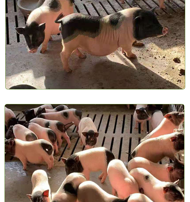 巴a详情页_05.jpg
