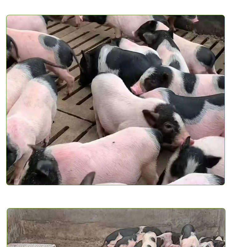巴a详情页_07.jpg