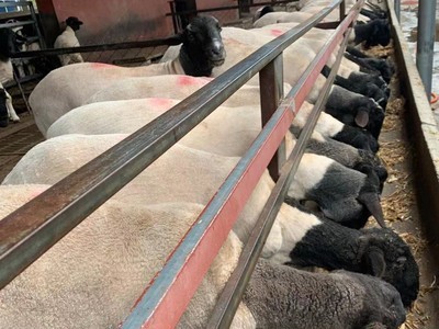杜泊绵羊适合各地气候 好饲养耐粗食出肉率高 长势快 种羊 母羊图3