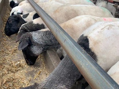 杜泊绵羊适合各地气候 好饲养耐粗食出肉率高 长势快 种羊 母羊图4