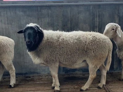 杜泊绵羊适合各地气候 好饲养耐粗食出肉率高 长势快 种羊 母羊图2