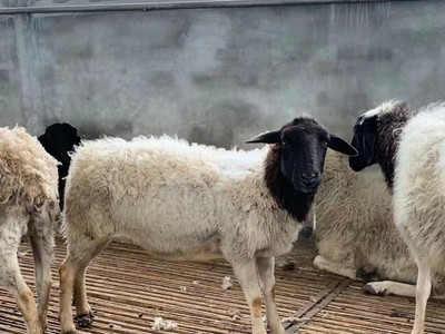 哪里杜泊好饲养成活率高养殖繁殖杜泊效益怎么样适应当地养殖吗图2
