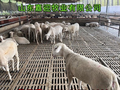 供应杜泊绵羊种羊 批发杜泊绵羊养殖基地 运输包活图4