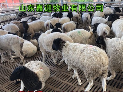 供应杜泊绵羊种羊 批发杜泊绵羊养殖基地 运输包活图3