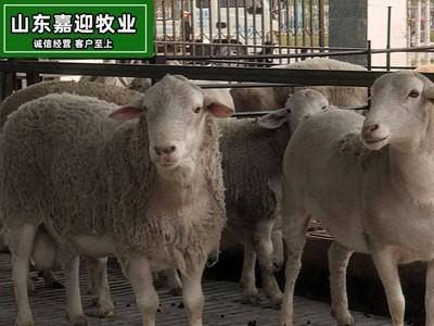 供应杜泊绵羊种羊 批发杜泊绵羊养殖基地 运输包活图2