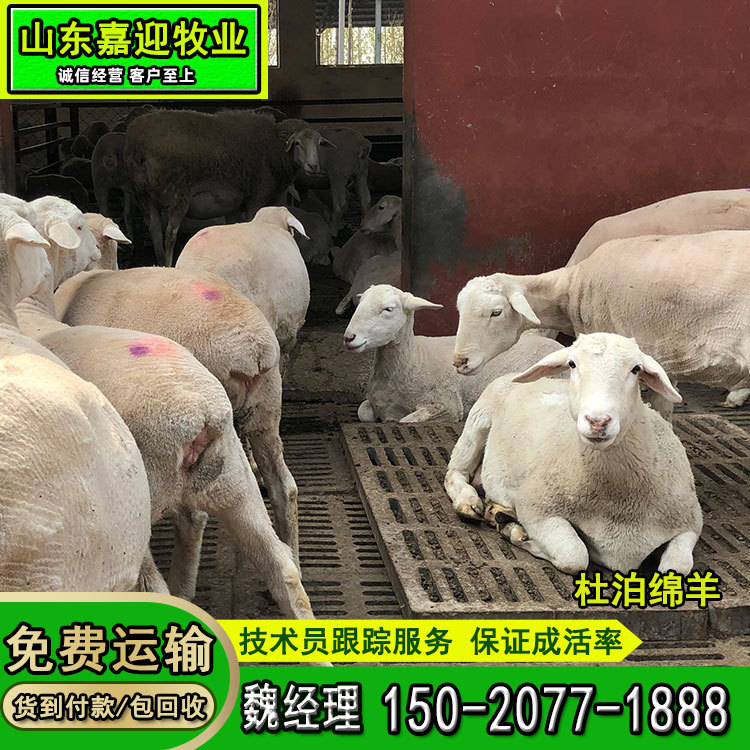 供应杜泊绵羊种羊 批发杜泊绵羊养殖基地 运输包活