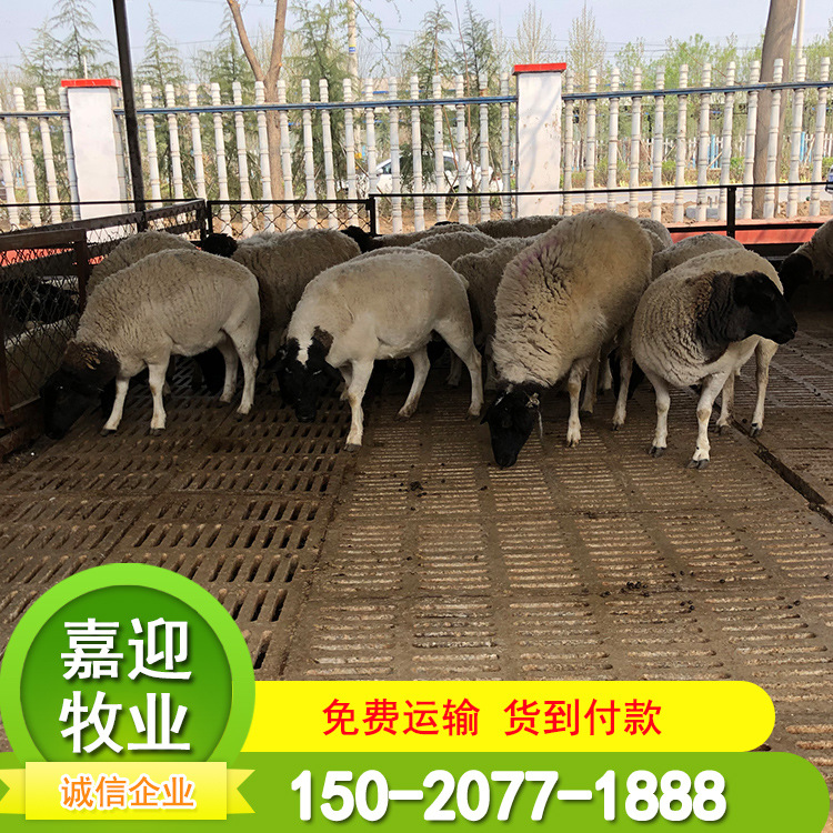 供应杜泊绵羊种羊 批发杜泊绵羊养殖基地 运输包活
