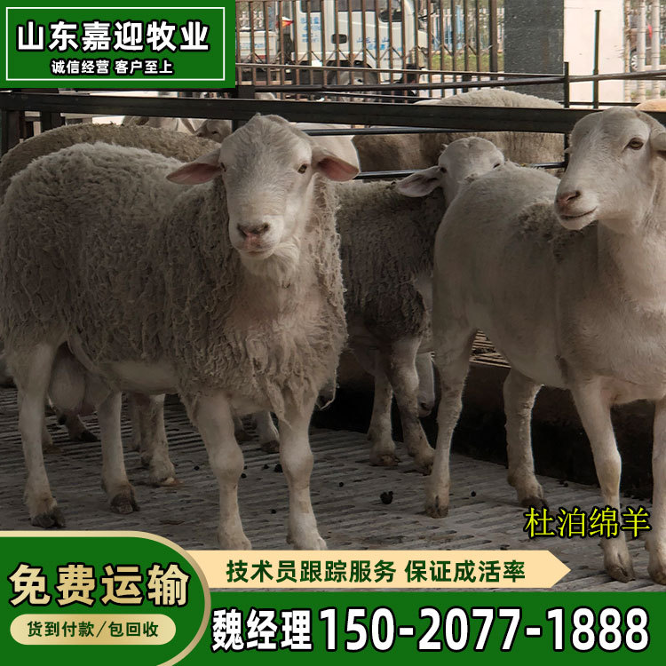 供应杜泊绵羊种羊 批发杜泊绵羊养殖基地 运输包活