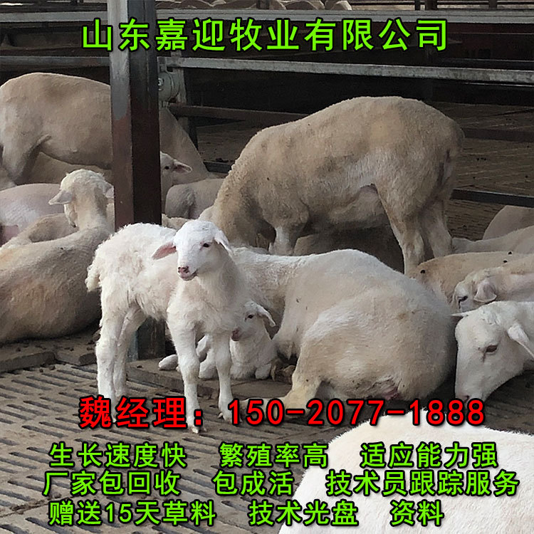 供应杜泊绵羊种羊 批发杜泊绵羊养殖基地 运输包活