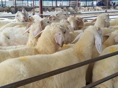 厂家直供夏洛莱牛 活体批发 批发夏洛莱牛肉牛 企业认证图2