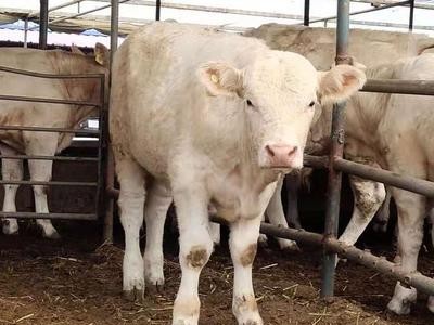 厂家直供夏洛莱牛 活体批发 批发夏洛莱牛肉牛 企业认证图3