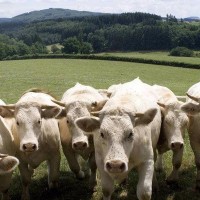 厂家直供夏洛莱牛 活体批发 批发夏洛莱牛肉牛 企业认证