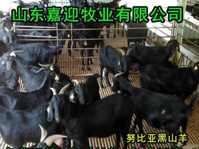 黑山羊价格 黑山羊苗大量批发 山东养殖场 山羊 波尔山羊白山羊图3