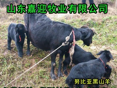 黑山羊价格 黑山羊苗大量批发 山东养殖场 山羊 波尔山羊白山羊图5