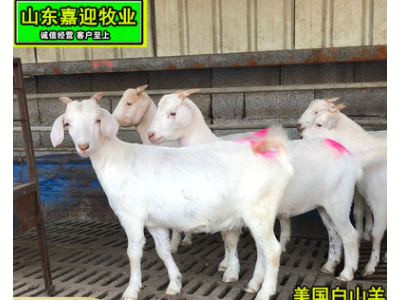 回收白山羊 美国白山羊价格走向 白山羊 羊羔免费运输 育肥白山羊图3