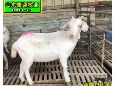 回收白山羊 美国白山羊价格走向 白山羊 羊羔免费运输 育肥白山羊图2