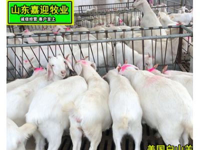 回收白山羊 美国白山羊价格走向 白山羊 羊羔免费运输 育肥白山羊图5