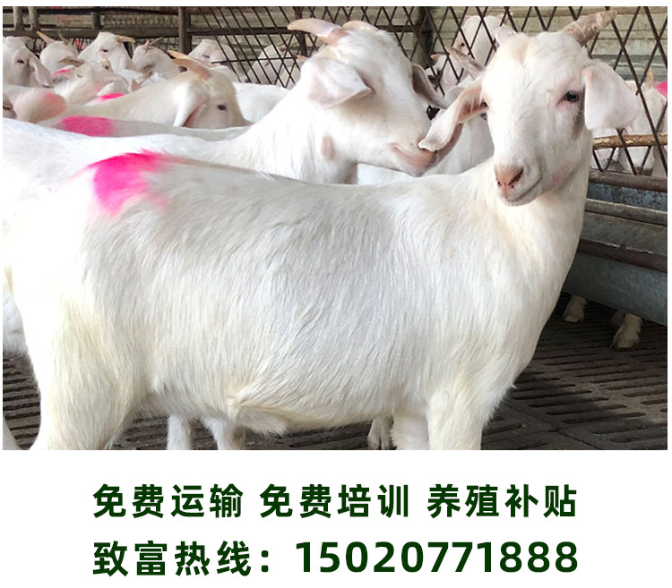 白山羊详情页_08.jpg