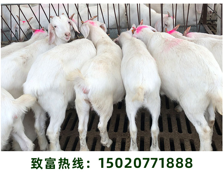 白山羊详情页_09.jpg