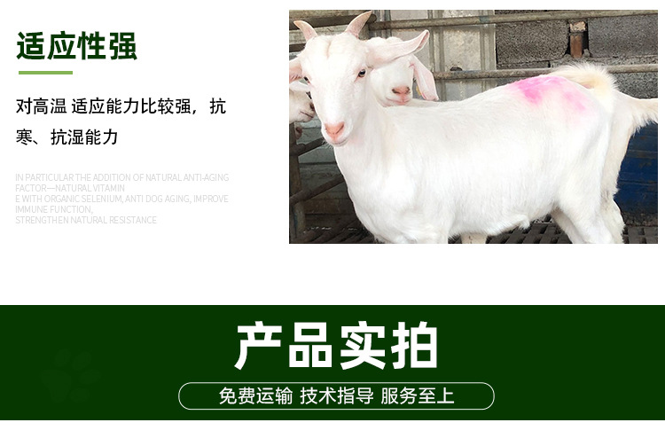 白山羊详情页_07.jpg