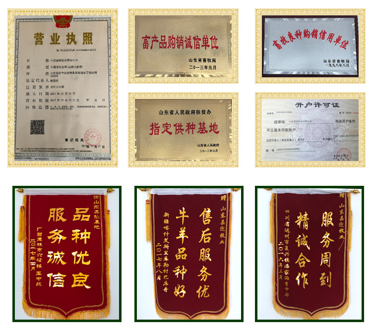 白山羊详情页_04.jpg