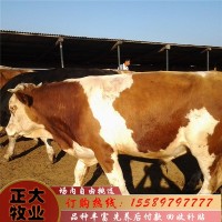 西门塔尔牛犊多少钱西门塔尔牛哪有卖的西门塔尔价格多少钱一头