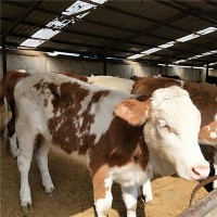 养殖西门塔尔牛西门塔尔母牛价格种牛多少钱肉牛价格是多少