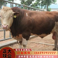 2021年西门塔尔肉牛崽价格西门塔尔小肉牛价格肉牛崽价格